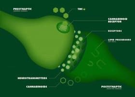 Image of the endocannabinoid system │ Why Stress Causes Fatigue And How To Overcome Stress, www.theenergyblueprint.com