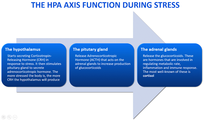 Infographic of how the HPA Axis Functions. Stress causes fatigue and throws the HPA Axis off │ Why Stres Causes Fatigue And How To Fix It, www.theenergyblueprint.com