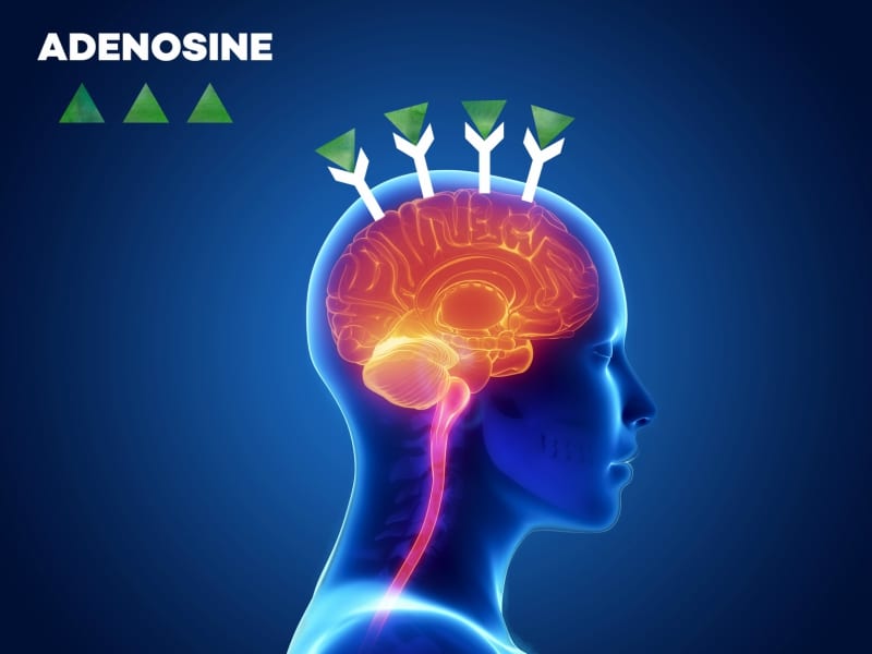 Adenosine bunding to receptors in the brain - infographic │ Why Does Coffee Make Me Tired? │How Caffeine Is Quietly Sabotaging Your Energy Levels (without your realizing it) │ Can coffee make you sleepy, theenergyblueprint.com