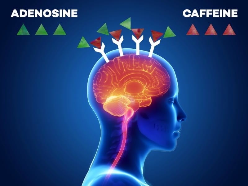 Fight between adenosine and caffeine over the receptors in the brain - infgraphic │ Why Does Coffee Make Me Tired? │How Caffeine Is Quietly Sabotaging Your Energy Levels (without your realizing it) │ Can coffee make you sleepy, theenergyblueprint.com