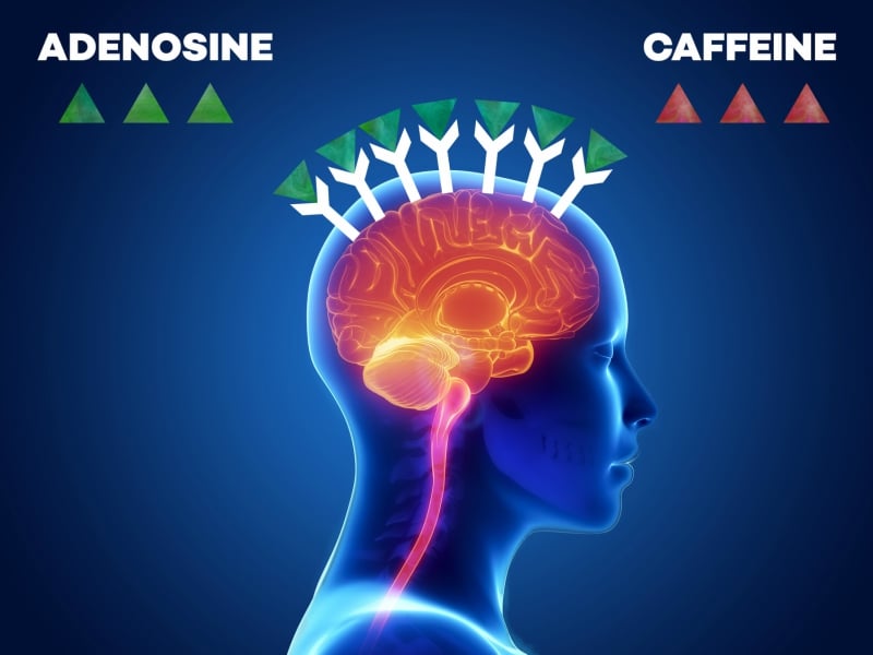 The Brain Produces More Adenosine and adenosine receptors - infographic │ Why Does Coffee Make Me Tired? │How Caffeine Is Quietly Sabotaging Your Energy Levels (without your realizing it) │ Can coffee make you sleepy, theenergyblueprint.com