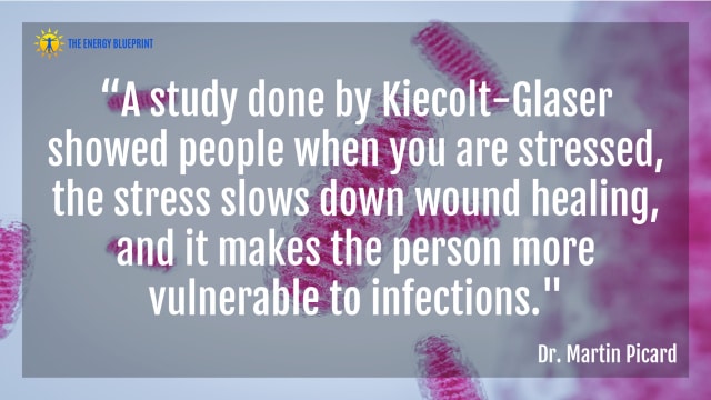 “A study done by Kiecolt-Glaser showed people when you are stressed, the stress slows down wound healing, and it makes the person more vulnerable to infections." - Dr. Martin Picard