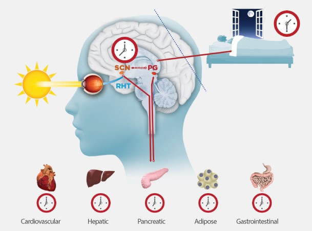 How blue light affect the brain │21 Reasons You’re Fatigued (Fatigue Causes And How To Fix Fatigue), theenergyblueprint.com
