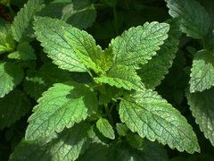Lemon Balm is one of the best supplements for deep sleep | The Top 12 Natural Supplements For Deep Sleep, theenergyblueprint.com