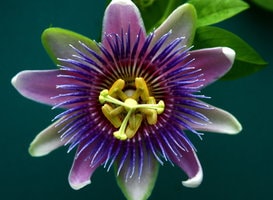 Passion flower is one of the best sleep supplements for deep sleep | The Top 12 Natural Sleep Supplements, theenergyblueprint.com