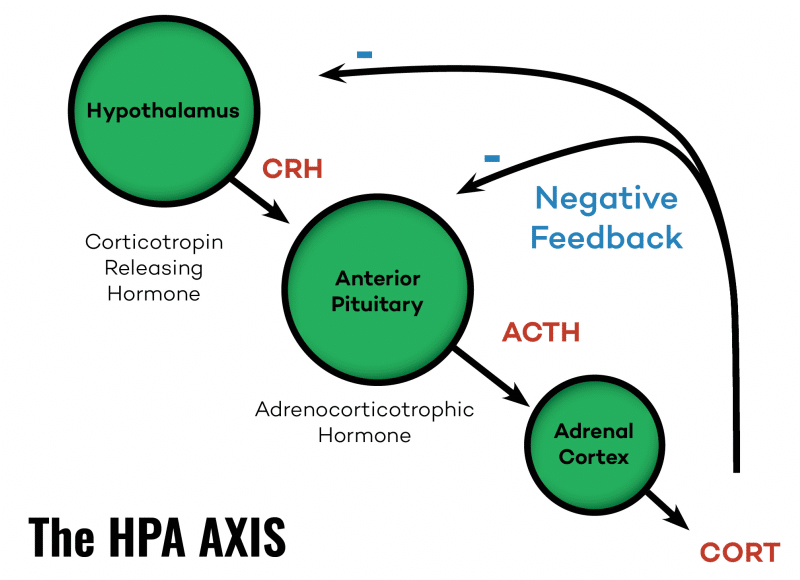 The HPA AXIS │ Is Adrenal Fatigue Real, theenergyblueprint.com