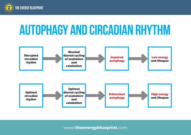 Authophagy and Circadian Rhythm - Why am I so tired, theenergyblueprint.com
