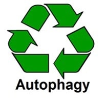 Autophagy icon │ why am I so tired, theenergyblueprint.com