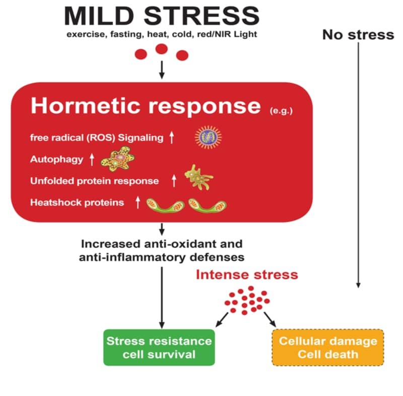 How stress affect the body - red light therapy, theenergyblueprint.com