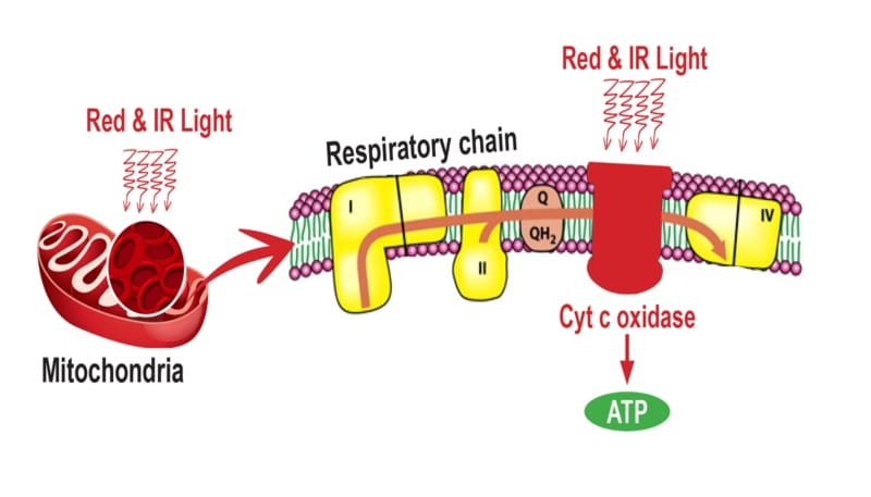 Red light therapy - impact on ATP production, theenergyblueprint.com