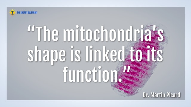 Quote: “The mitochondria’s shape is linked to its function.” - Dr. Martin Picard
