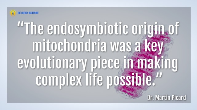 Quote: “The endosymbiotic origin of mitochondria was a key evolutionary piece in making complex life possible.” - Dr. Martin Picard