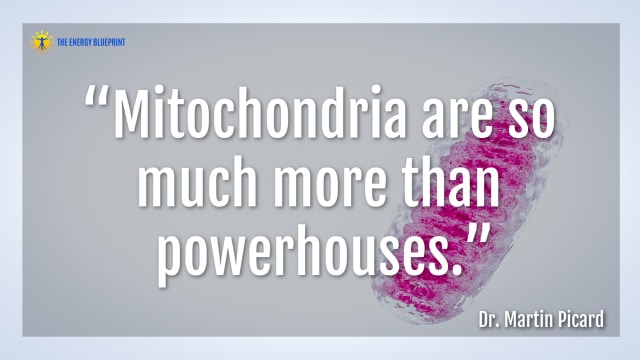 Quote: “Mitochondria are so much more than powerhouses.” - Dr. Martin Picard
